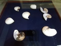 -青岛贝壳博物馆