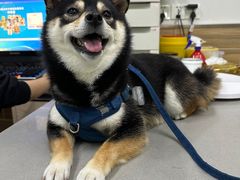 -爱侣宠医·鹦鹉专科·小型哺乳类·异宠专科(灵石路店)