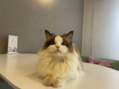 -喵喵咪呀布偶猫咖(春熙路店)
