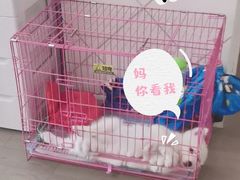 -翊宠yipet猫狗购宠庄园犬舍•猫舍