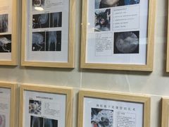 -半岛宠物医院24小时·内窥镜·牙科·碎石中心(府城大道店)