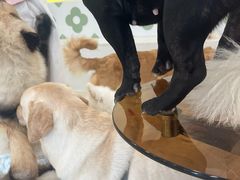 -共舞时光猫咖·狗咖(新街口店)