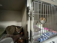 -辛巴宠物医疗中心·骨科·内分泌专科·心肾专科(亭林公园店)