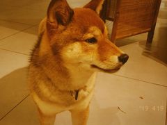 -柴务处·柴犬主题狗咖