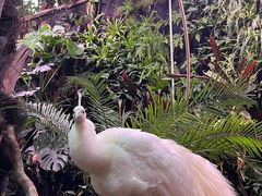 -正佳雨林生态植物园