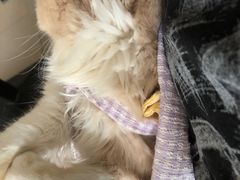 -平行世界·猫咖(首经贸店)