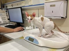 -萌兽医馆·犬猫专科·眼科中心·宠物医院(朝阳门分院)