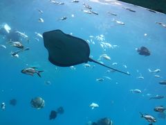 -瑞德姆美人鱼海底演艺主题餐厅(亚龙湾店)