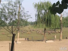 -北京麋鹿生态实验中心