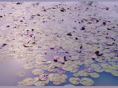 -池杉湖湿地公园