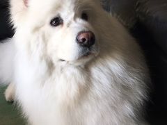 -利又安动物医院··老年病·猫科犬科·中兽医
