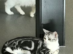 -飞行喵MR PILOT|猫舍·猫咖(静安大融城店)