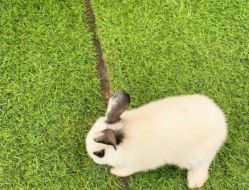 -萌宠亲子动物乐园(槐房万达店)