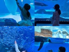 -海合安成都极地海洋公园