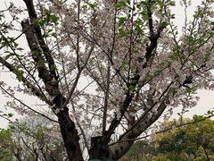 -沙市市中山公园