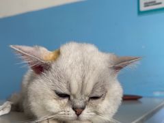 -瑞派福兴宠物医院犬猫全科·骨科·中西医结合(河东店)