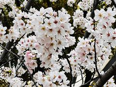 -高东镇樱花园