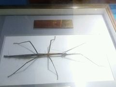 -上海昆虫博物馆