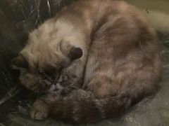 -猫色咖啡·猫咖