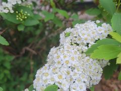 -长春藤咖啡(北园店)