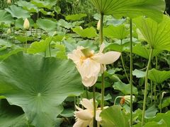 -洛阳市隋唐城遗址植物园