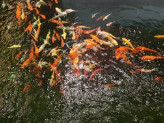 -龙悦湾酒家·八阵鱼生·渔人码头店