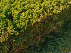 -羊亭河湿地公园