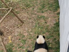 游乐设施-成都大熊猫繁育研究基地