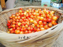-北宅大永樱桃采摘基地(崂山总部)