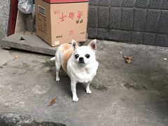 -邓记新一代糖油果子(四川煤管局供销公司职工宿舍店)