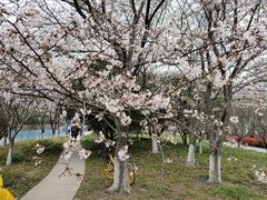 -高东镇樱花园