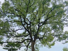 -良渚古城遗址公园