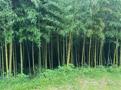 -黄海国家森林公园