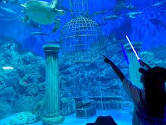 -芜湖新华联大白鲸海洋公园