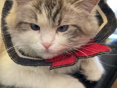 -平行世界·猫咖(首经贸店)