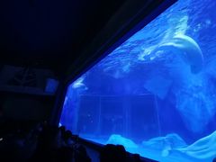 -上海海昌海洋公园-冰山北极馆