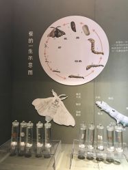 -太湖雪蚕桑文化园