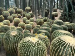 -南山植物园