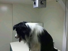-谐和益家动物医院·免疫绝育·血液透析·宠保定点医院(高新伊藤分院)