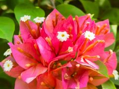 -曼听御花园