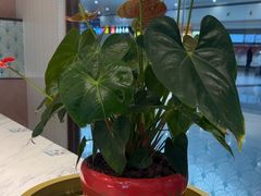 -康师傅私房牛肉面(申虹店)