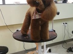 -奈斯宠物医院·核磁CT·异宠专科·内镜(中南店)