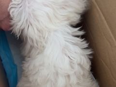 -瑞派福兴宠物医院犬猫全科·骨科·中西医结合(河东店)