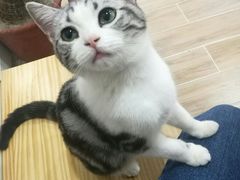 -李小姐の猫咖啡馆(五角场店)