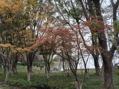 -金鸡湖桃花岛