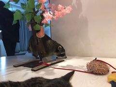 -浣熊柯尔鸭土拨鼠·电玩咖