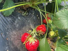 -小鱼草莓采摘园农家乐·小鱼餐厅