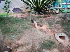 -灵玲国际马戏城