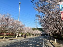-高东镇樱花园