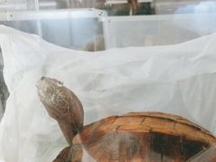 -灵龟之家百象馆(百象馆联合旗舰店)